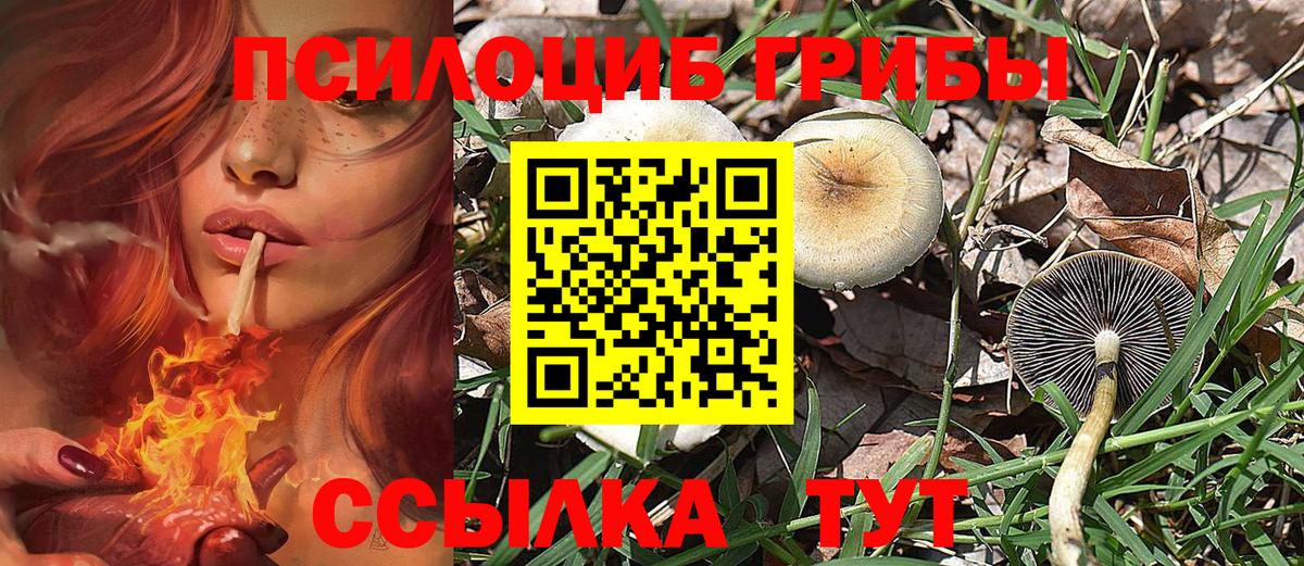 Торжок  Псилоцибиновые грибы мухоморы  даркнет сайт  Вход с VPN 